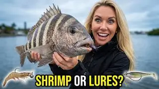 LIVE Shrimp vs Tiny Lures | Inshore Winter Florida Fishing