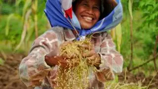 Reaping Rewards with Resilient Rice in Cambodia
