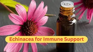 Echinacea for Immune Support
