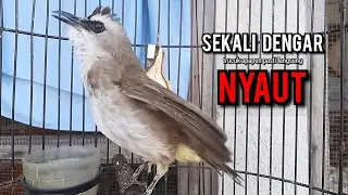 trucukan gacor TARUNG ROPEL PANJANG pancingan trucukan agar bunyi jadikan burung trucuk gacor EMOSI