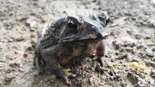 #toad #giant #relaxing Giant toad jumping