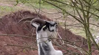 Pfauenziegen im Naturschutzgebiet Tennenloher Fosrt Teil 1