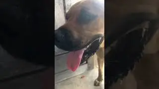 My dog funny video 🤣🤣🤣 2023 #like #bctvus #dog #funny #shorts