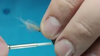 CDC Black Ant