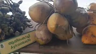 I regional agriculture research station pilicode, Kasaragod I  #50  ൽ പരം തേങ്ങയുടെ പ്രദർശനം