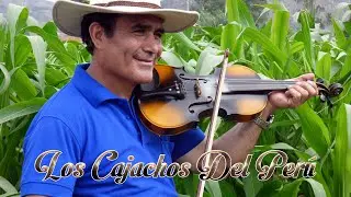 LOS CAJACHOS DEL PERÚ mi corazón desdichado PRIMICIA 2020