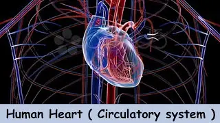 Human heart|#heart |#humanbody |#humancirculatorysystem