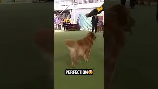 Absolutely Stunning Golden Retriever 😍 #wkc #dog #westminster #cute