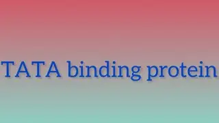 TATA binding protein