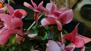 Shamrock ☘️  plant closing leaves 🍃  for the night  🌙