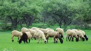 Beautiful Sheeps Are Eating Grass In The Fields || Sheeps Eating A Grass | #tharparkar #tharofanimal