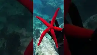 Saying hi to a huge red starfish !!!  #sea #starfish #greece