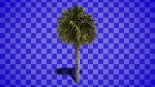 Small Palt Tree Swaying In The Wind Free Footage With Prekeyed Alpha