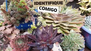 PARTILHANDO+ DE 40 VARIEDADES DE SUCULENTAS EDENTIFICADAS, COM DICAS DE CULTIVO.