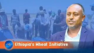 Ethiopia&rsquo;s Wheat Initiative evolve into more than a push for higher yields: Agronomist
