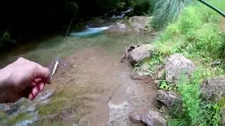 Spinning trota  native in micro torrente