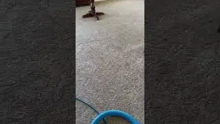 View carpet cleaning in Lake Geneva Wi. 😀👍🏻👀 # shorts#carpetcleaning #carpet
