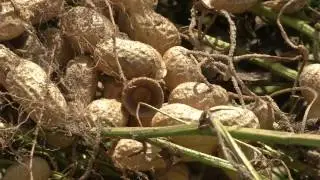 Agriculture Close-up - Honeybees