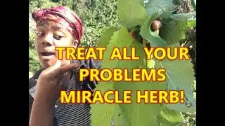 TREAT ALL YOUR PROBLEMS -THE MIRACLE HERB CUBAN OREGANO - PLECTRANTHUS AMBOINICUS - Country Living