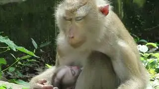 Mummy Lybby is feeding baby Leo  |M Monkey