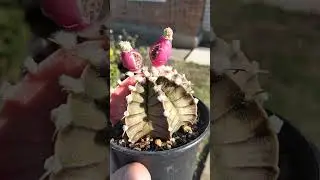 Семена кактусов #classicrock #music #cactus #растения #plants #кактус