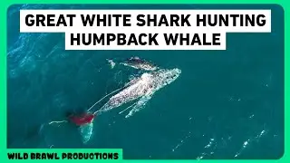 SHARK KILLS WHALE | Drone Footage Of A Great White Shark Killing A 33 Ft Humpback Whale