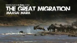 The Great Migration - Masai Mara
