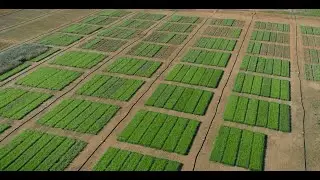 Research and Development - Upper Murray Seeds