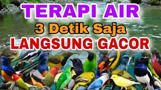 3 DETIK SAJA BURUNG DIAM LANGSUNG GACOR, TERAPI AIR UNTUK SEMUA JENIS BURUNG MACET BUNYI