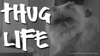 No No No Cat | Thug Life Video [NEW]