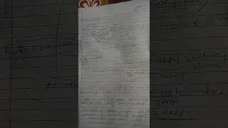 c2/c3 cycle quick notes