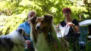 Skótjuhász és a shetlandi juhászkutyák mutatkoztak be Losoncon