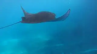 Slow motion Manta Ray in Nusa Penida
