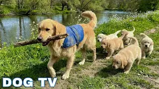 12 Hours of Dog Calm Music 🎹 Relaxing Piano Music to Ease Separation Anxiety in Dogs 💛 Dog Music 💖