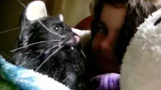 Another take with Annie and Pyewacket Cat