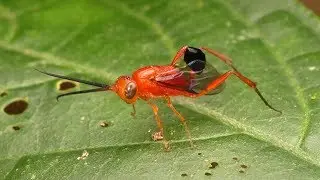 Ensign Wasp waves its abdomen like a flag and parasites Cockroaches