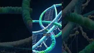 The human DNA