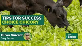 Tips for success - how farmers use Choice chicory to grow more quality feed