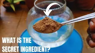 100% Organic Pesticide | Soapnut and Neem Oil Pesticide