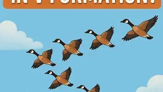 Why Birds fly in V shape(Prinday V shape may q urty hy)