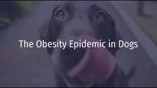 The Obesity Epidemic in Dogs