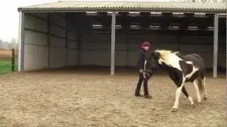 || Mindful Horsemanship || Lila en Karine at Liberty / Lila and Karine tijdens het Vrije Werk