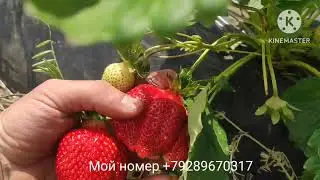 Клубника 🍓 20 мая 2025г