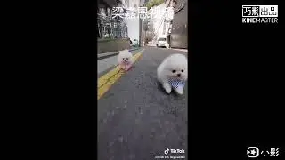 Tik Tok Video by dog castle 1
