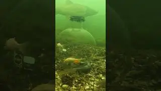 Enjoy your meal 💩 #carp #fishing #underwater
