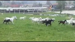 Lipizzaner Foals