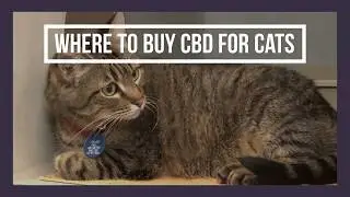 Where to Buy CBD for Cats - Special Guide on Benefits, Side Effects, Nausea,Heart Disease, Cancer