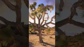 Exploring the Iconic Joshua Tree: The Spirit of the Desert #shorts #joshua #plants @Plants-World