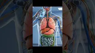 See-Through Body 💧 Watch Water Flow Inside! #Shorts #ai #animation