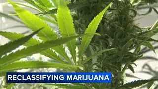 Trump to sign executive order reclassifying marijuana: Officials